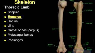 ANSC 142 Appendicular Skeleton [upl. by Ahsikin]