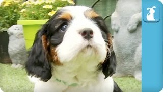 80 Seconds of Precious Cavalier King Charles Spaniel Puppies [upl. by Casilda]