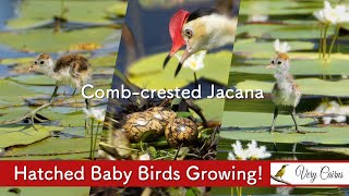 Combcrested Jacana Chicks  Baby Birds Growing [upl. by Adnohser]