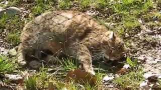 Katzen Wildkatze  Cat  Felis silvestris  Wildcat [upl. by Golanka]