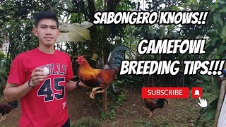 SABONGERO KNOWS ORAS NA NG PAGPAPALAHI  GAMEFOWL BREEDING TIPS I GAMEFOWL FARM [upl. by Edla]