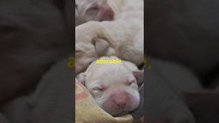 These Dogs Have the Cutest Sleeping Routine [upl. by Aline151]