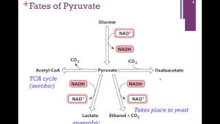 095Glycolysis Summary Fates of Pyruvate [upl. by Lash]