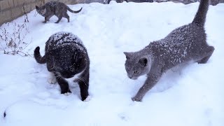 Cats in the snowfall December first [upl. by Yaned573]