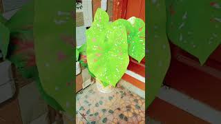 Caladium plant care tipslike share subscribthanksforwatching [upl. by Inele]