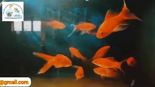 Zebrafish feeding  High protein  Chicken egg [upl. by Maggee]