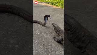 Monitor lizard vs cobra fight PART1 viralshortshortanimalfightdangerytshortsuttarakhand [upl. by Cullan719]