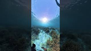 Behind the scene Shooting in the great barrier reef insta360 [upl. by Zipnick]