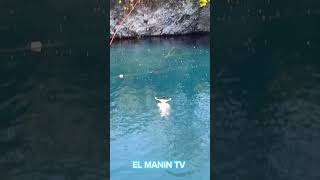 EL SALTO EN LAGUNA DUDU alofoke luisitocomunica carlosduran mrbeastshorts [upl. by Corny126]