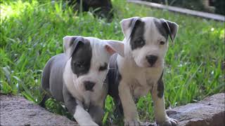 Filhotes de American Staffordshire Terrier [upl. by Clayton]