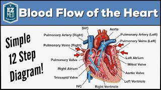 Blood Flow Through the Heart Made Easy  Cardiac Circulation Animation [upl. by Einwat687]