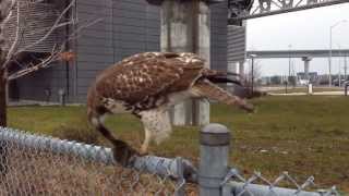 Bird of prey at Toronto Pearson airport monorail [upl. by Albina530]