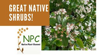 Great Native Shrubs for the Northeast native plant gardens native shrubs [upl. by Maryjo996]