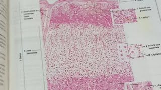 HDF is live Histology of adrenal Suprarenal glandEndocrinilogy [upl. by Compton]