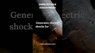 MindBlowing Electric Eel Unveiling the Shocking Powers and Underwater Electricity fact ocean [upl. by Haldes]