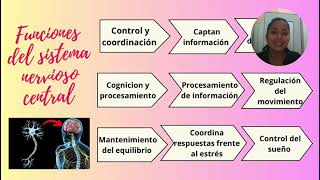 SISTEMA NERVIOSO [upl. by Macpherson]