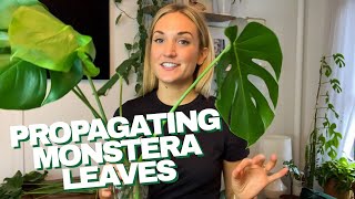 How to Propagate a Monstera  The RIGHT Way to Cut Your Monstera Leaves and Grow Roots in Water [upl. by Dinsdale]