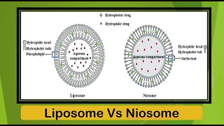 II NDDS II Difference between Liposomes and Niosomes [upl. by Mohn]