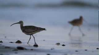 California Shorebirds Foraging HD [upl. by Barrus]