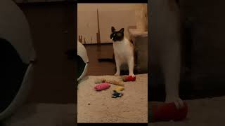 Cute Playtime cutecat cat cats catlover biscuits [upl. by Mailiw496]