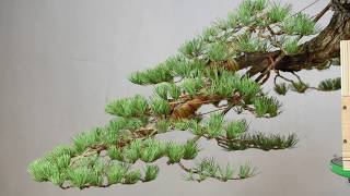 Cascade Style Bonsai Timelapse [upl. by Uv]