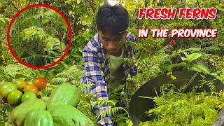 4K A day in a life in the province finding fresh ferns from the bush to cook and eat ASMR [upl. by Nosbig]