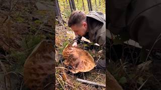 Beautiful mushrooms from Eastern Europe funghi porcini boletus grzyby гриби [upl. by Esther]