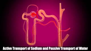 Reabsorption in Distal Convoluted Tubule [upl. by Burk]