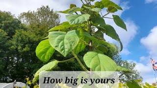 Paulownia Tomentosa big leaves [upl. by Ylatan71]