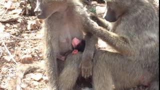 Baby Baboon Nursing and Groom [upl. by Nealy]