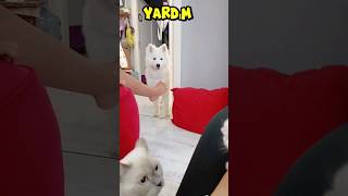 Lyra ve Arya kavga ediyorlar YARDIM😱😱😰 dog cat dogcatvideos viralvideo comedy cute kitten [upl. by Milinda]