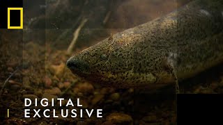 The African Lungfish  National Geographic UK [upl. by Anovahs]