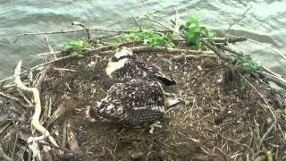 Osprey chick regurgitates pellet  rare sight  RUTLAND OSPREYS [upl. by Annez798]