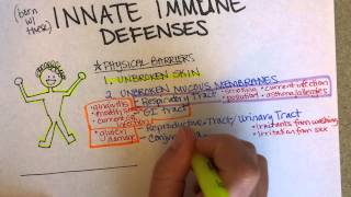 Innate Immunity Part 1 [upl. by Enrobialc]