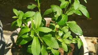 Stevia Plant Hindi  How To Grow and Care Stevia Plant at Home  Health Benefits of Stevia Plant [upl. by Jeana]