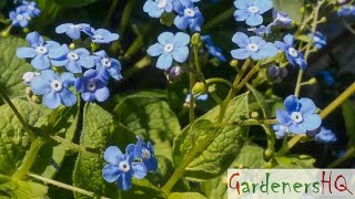 Brunnera macrophylla Siberian bugloss Growing Guide [upl. by Alemac]