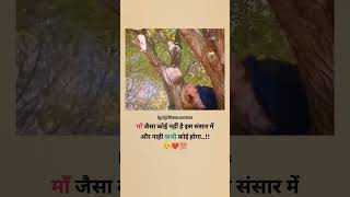 मां की ममता के आगे कोई नहीं video [upl. by Eendys]