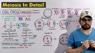 Cell cycle Meiosis Steps Explained in Detail [upl. by Nylkcaj]