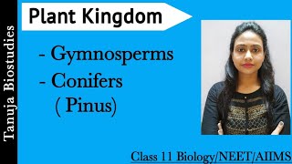 Gymnosperms  Conifers Pinus  Characteristics amp Life Cycle  Ch3 Plant Kingdom Class 11 Biology [upl. by Thisbe]