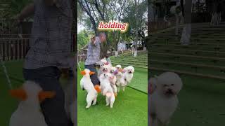 OMG Puppies Teach You To Move funnyanimals funnydog [upl. by Katlin]