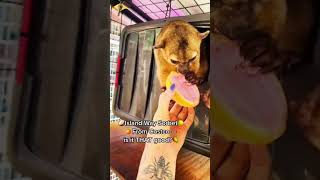 ￼Such an iconic Lily moment 🐻🍋 islandwaysorbet animals kinkajou [upl. by Esirehc]