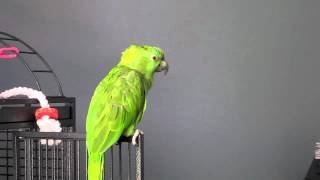 Amazon Parrot Sings You Are My Sunshine [upl. by Peggy528]