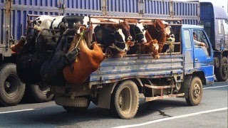 Amazing Transporting Girls amp Cows Professional Hoofs Trimming First Feeding Calve  LIVE STREAM [upl. by Nerwal]