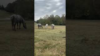 Appaloosa Horses Playing In A Field [upl. by Roti]