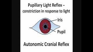 Pupillary Light Reflex  Cranial Nerves II amp III [upl. by Nwahsud36]