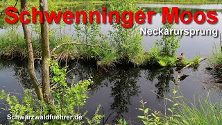 Schwenninger Moos Neckarursprung [upl. by Amesari]