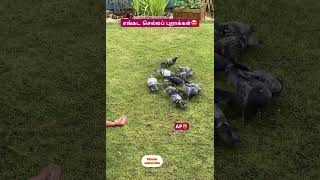 pigeons birds tamil [upl. by Baniez]