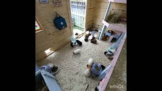 time lapse of 1 hour in our guinea pig sanctuary [upl. by Primaveras]