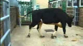 Cow with ataxia and hypermetria 836kb ataxhypermetrwmv [upl. by Biagio]