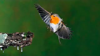 ✅ Fotografía de ALTA VELOCIDAD 12 📷 Curso fotografía de aves 910 [upl. by Benioff]